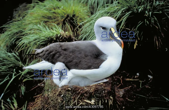 : Gray-headed Albatross : Gray-headed Albatross