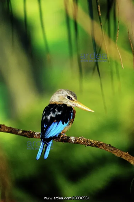 : Gray-headed Kingfisher : Gray-headed Kingfisher