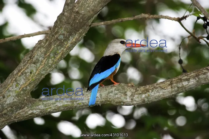 : Gray-headed Kingfisher : Gray-headed Kingfisher