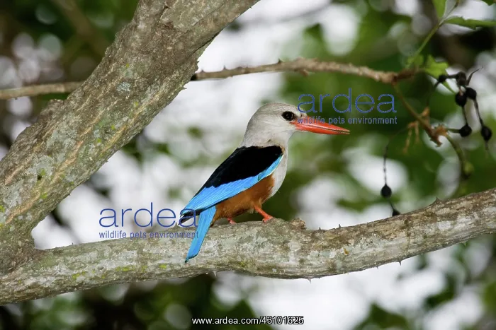 : Gray-headed Kingfisher : Gray-headed Kingfisher