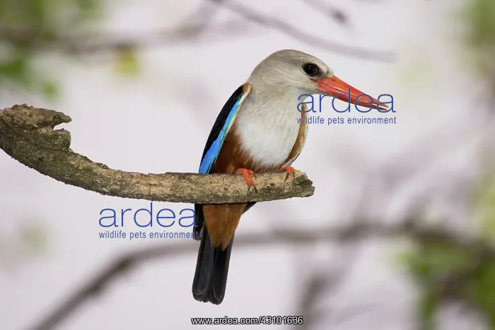 : Gray-headed Kingfisher : Gray-headed Kingfisher