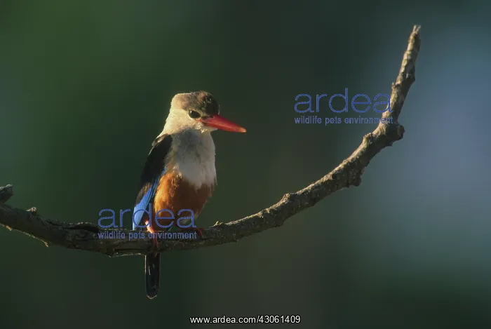  : Gray-headed Kingfisher (Halcyon leucocephala)