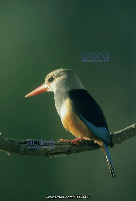: Gray-Headed Kingfisher, (Halcyon leucocephala) : Gray-Headed Kingfisher, (Halcyon leucocephala)