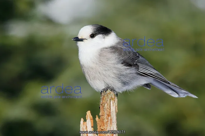  : Gray Jay (Perisoreus canadensis)
