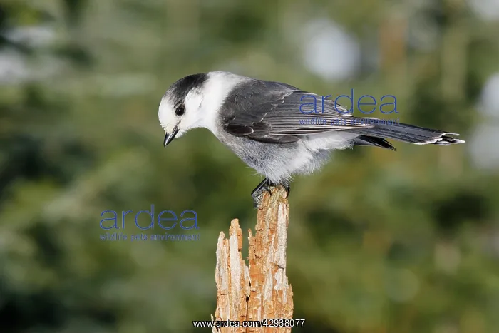  : Gray Jay (Perisoreus canadensis)