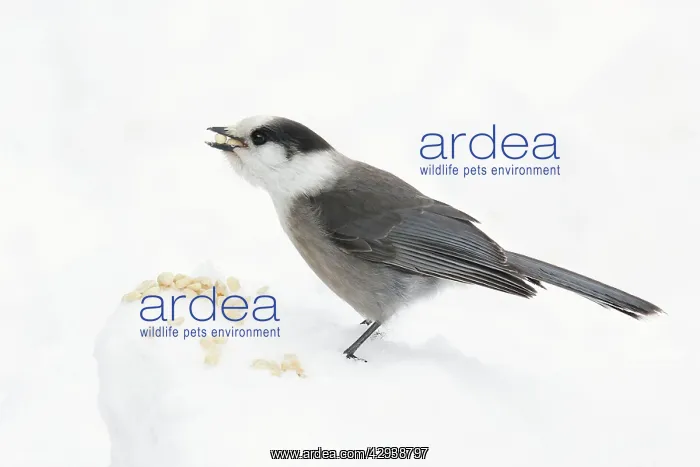  : Gray Jay (Perisoreus canadensis). USA