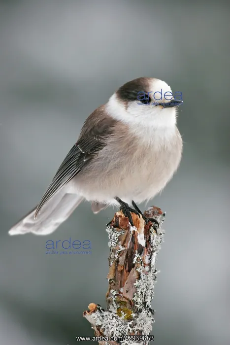 : Gray Jay (Perisoreus canadensis). USA