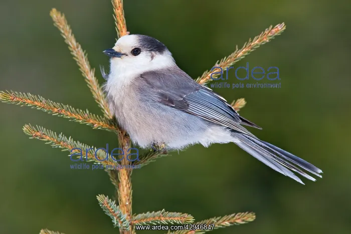 : Gray Jay (Perisoreus canadensis). Maine - USA - in February : Gray Jay (Perisoreus canadensis). Maine - USA - in February