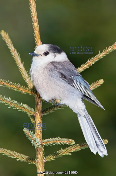 : Gray Jay (Perisoreus canadensis). Maine - USA - February : Gray Jay (Perisoreus canadensis). Maine - USA - February