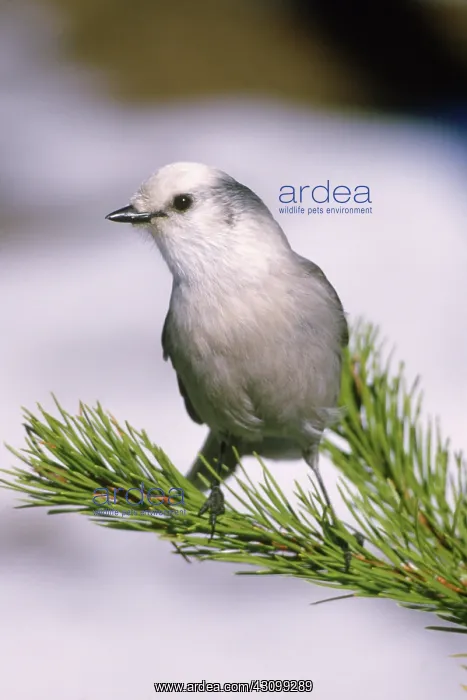 : Gray Jay (Perisoreus canadensis) perched in a pine tree in Yellowstone National Park : Gray Jay (Perisoreus canadensis) perched in a pine tree in Yellowstone National Park