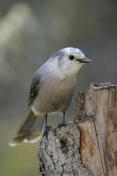 : Gray Jay on tree trunk : Gray Jay on tree trunk
