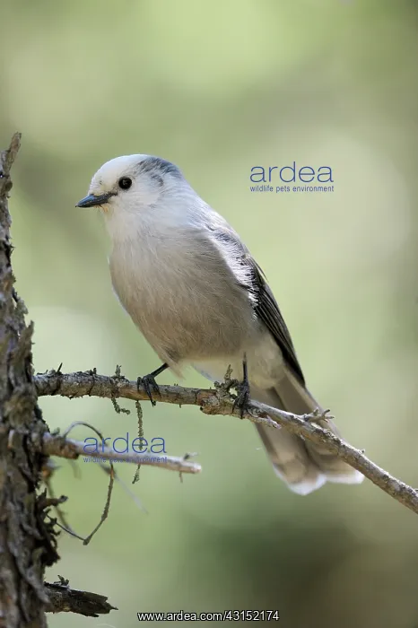 : Gray Jay on branch : Gray Jay on branch