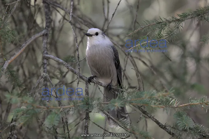 : Gray Jay on branch : Gray Jay on branch