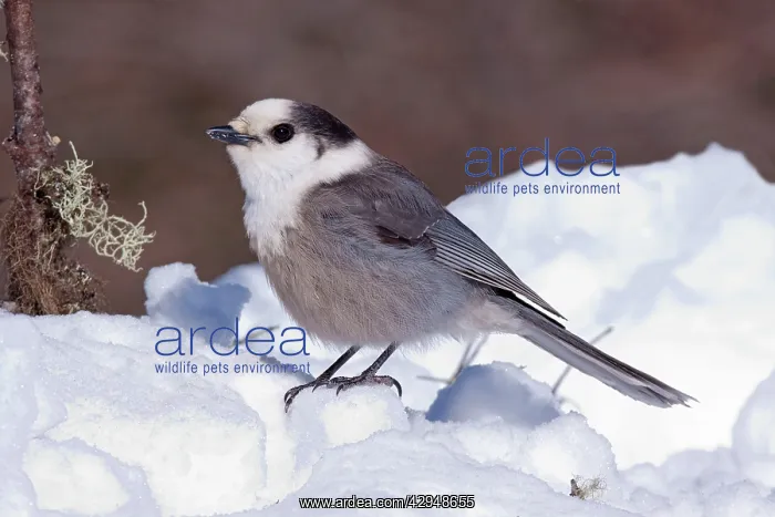 : Gray Jay - in snow : Gray Jay - in snow