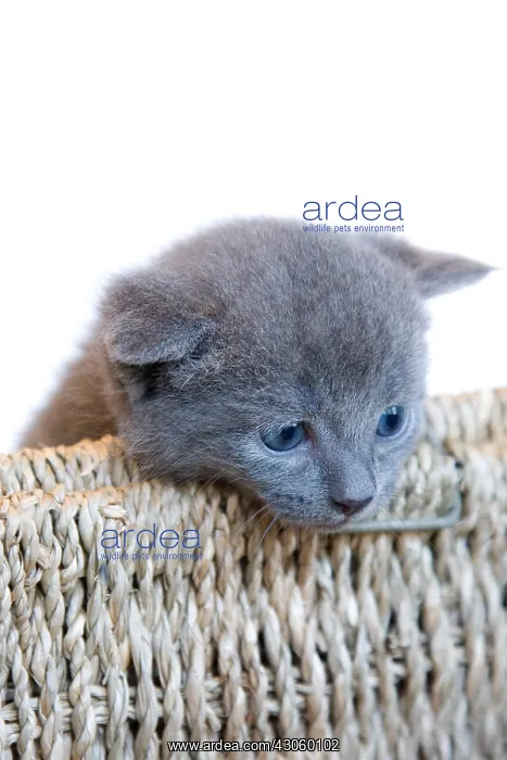 : Gray kitten in a basket made of rope on white background : Gray kitten in a basket made of rope on white background
