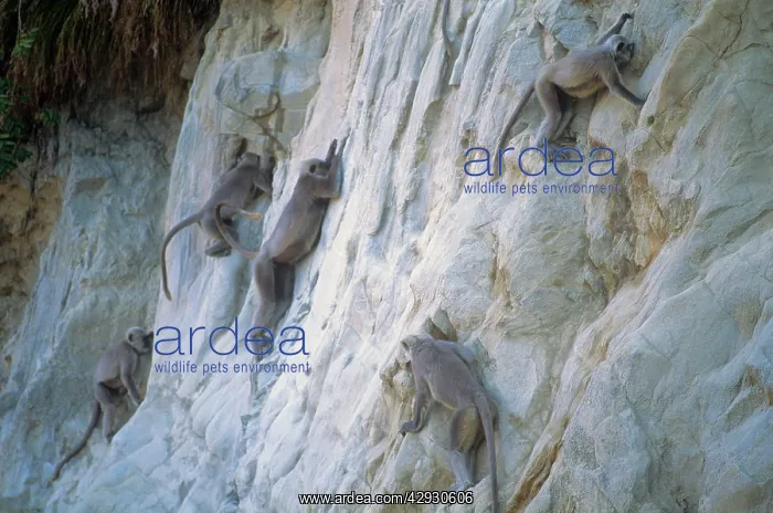  : Gray Langurs  /  Tarai Gray Langur  /  Hanuman langur