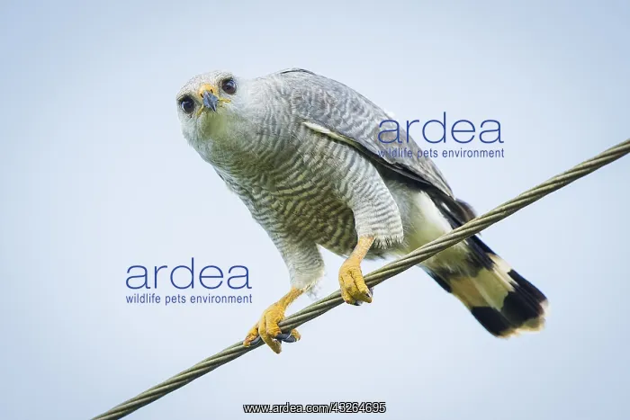 : Gray-lined Hawk (Buteo nitidus), perched on roadside : Gray-lined Hawk (Buteo nitidus), perched on roadside