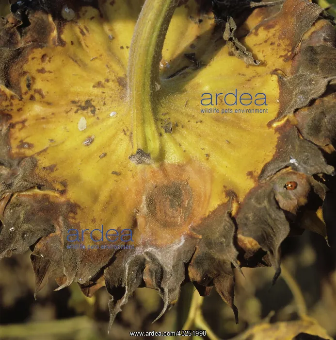 : Gray Mold (Botrytis cinerea) on Sunflower : Gray Mold (Botrytis cinerea) on Sunflower