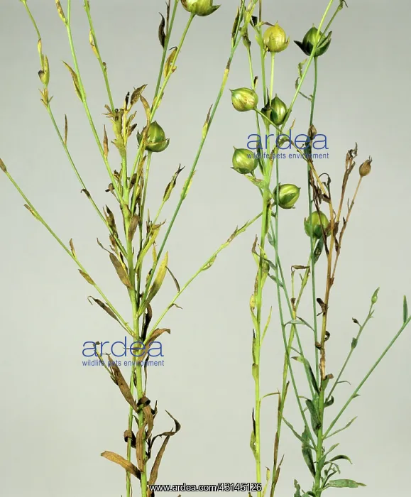 : Gray mold necrosis on Linseed : Gray mold necrosis on Linseed