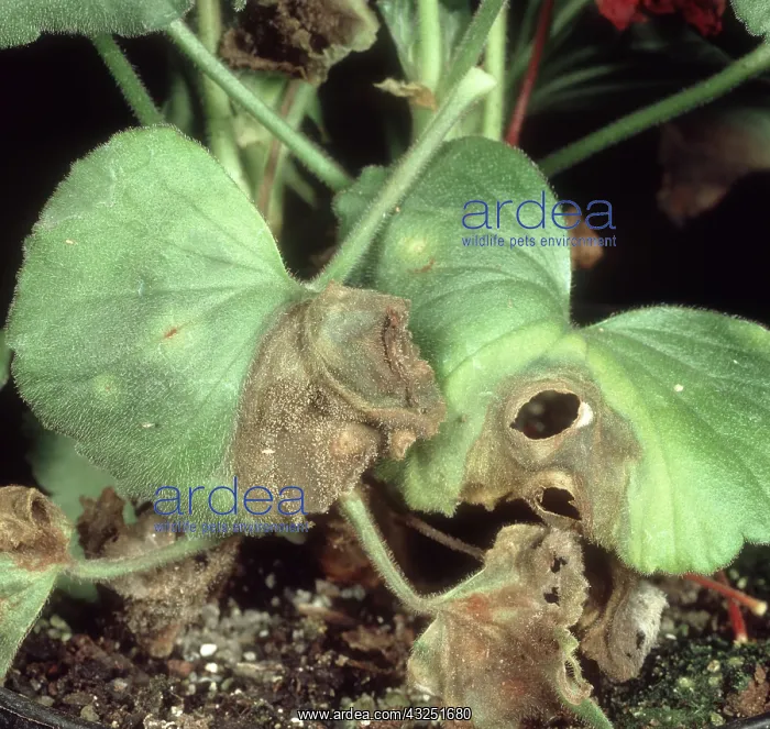  : Gray Mold on Pelargonium