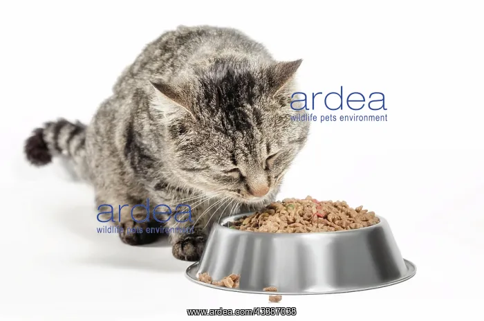 : Gray mongrel cat with a bowl of dry food on a white : Gray mongrel cat with a bowl of dry food on a white