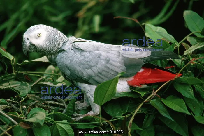 : Gray Parrot : Gray Parrot