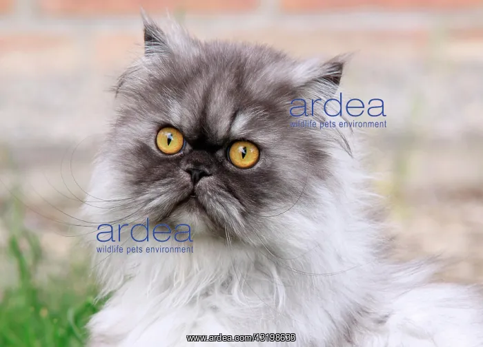 : Gray Persian cat, portrait : Gray Persian cat, portrait