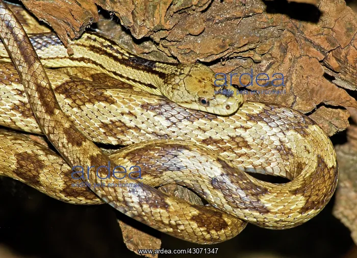 : Gray Rat Snake : Gray Rat Snake