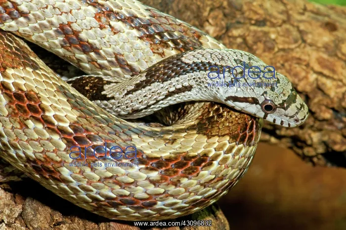 : Gray Rat Snake : Gray Rat Snake