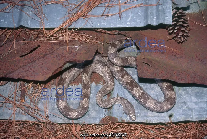 : Gray Rat Snake : Gray Rat Snake