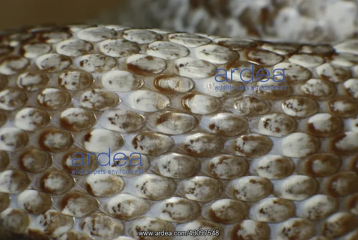 : Gray Rat Snake Scales : Gray Rat Snake Scales