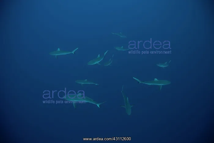 : Gray reef shark (Carcharhinus amblyrhynchos), driving : Gray reef shark (Carcharhinus amblyrhynchos), driving