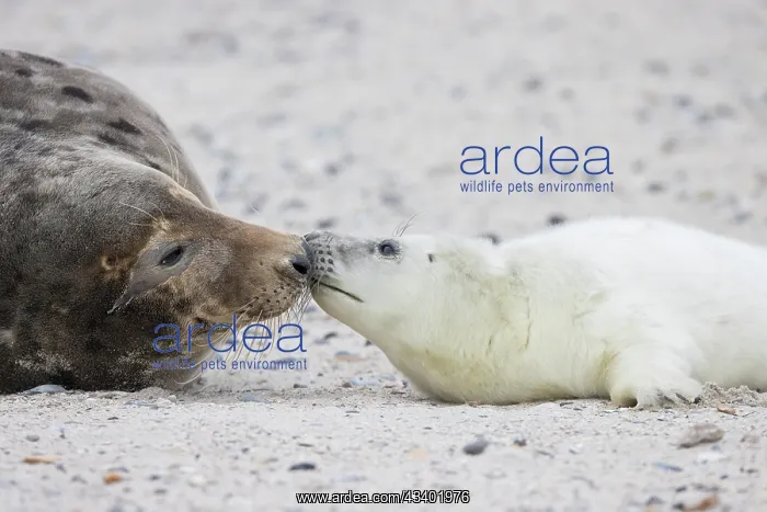 : Gray Seal - adult female with pup - Germany : Gray Seal - adult female with pup - Germany