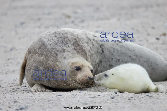 : Gray Seal - adult female with pup - Germany : Gray Seal - adult female with pup - Germany