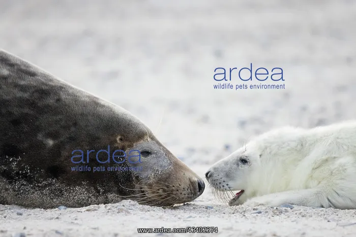 : Gray Seal - adult female with pup - Germany : Gray Seal - adult female with pup - Germany