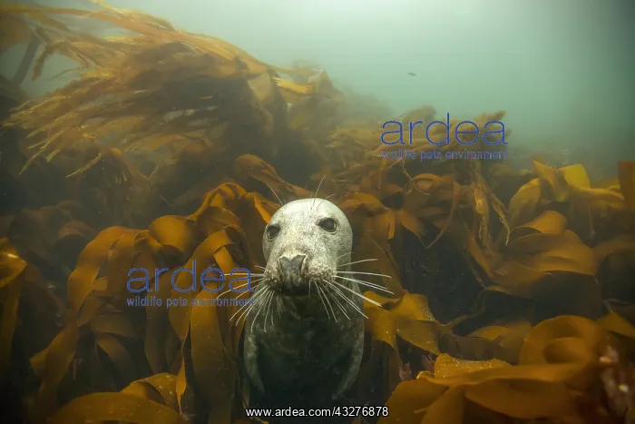 : Gray seal (Halichoerus grypus) in the middle of : Gray seal (Halichoerus grypus) in the middle of
