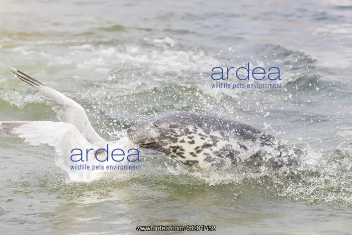 : Gray Seal and a Herring Gull fight over a fish - Germany : Gray Seal and a Herring Gull fight over a fish - Germany