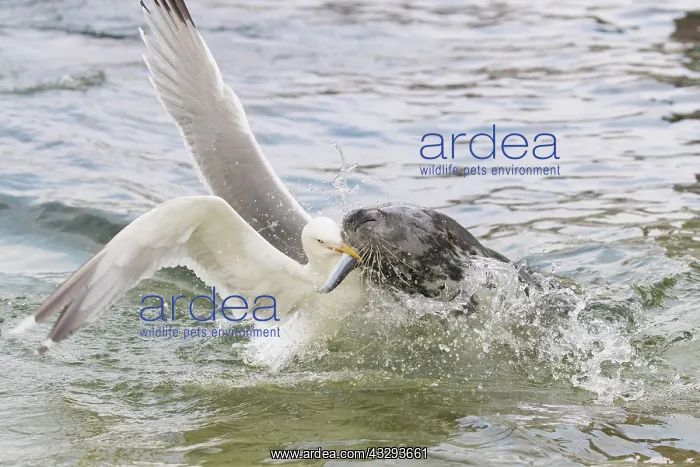 : Gray Seal and a Herring Gull fight over a fish - Germany : Gray Seal and a Herring Gull fight over a fish - Germany