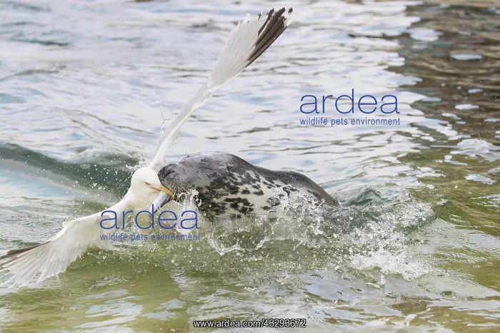 : Gray Seal and a Herring Gull fight over a fish - Germany : Gray Seal and a Herring Gull fight over a fish - Germany