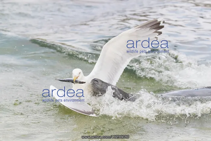 : Gray Seal and a Herring Gull fight over a fish - Germany : Gray Seal and a Herring Gull fight over a fish - Germany