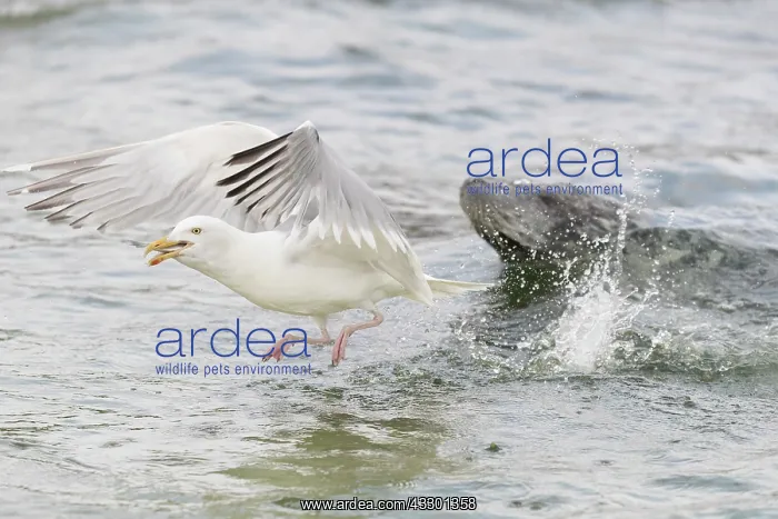 : Gray Seal and a Herring Gull fight over a fish - Germany : Gray Seal and a Herring Gull fight over a fish - Germany