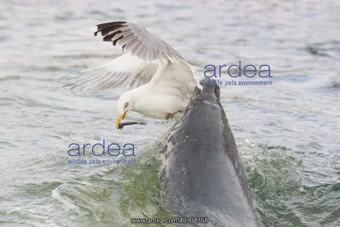  : Gray Seal and a Herring Gull fight over a fish - Germany