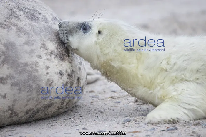 : Gray Seal nursing : Gray Seal nursing