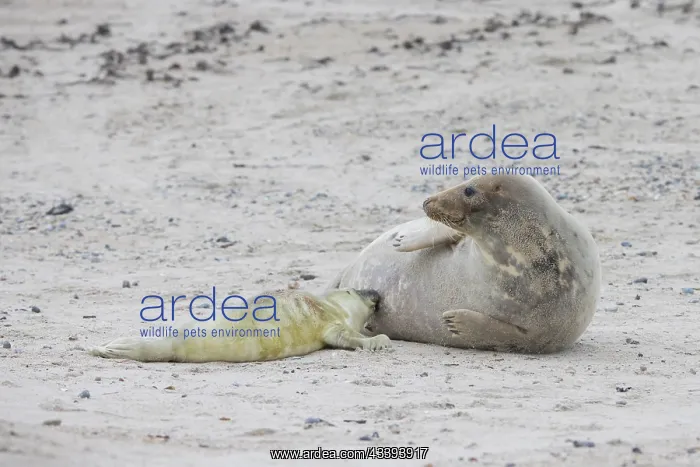 : Gray Seal nursing : Gray Seal nursing