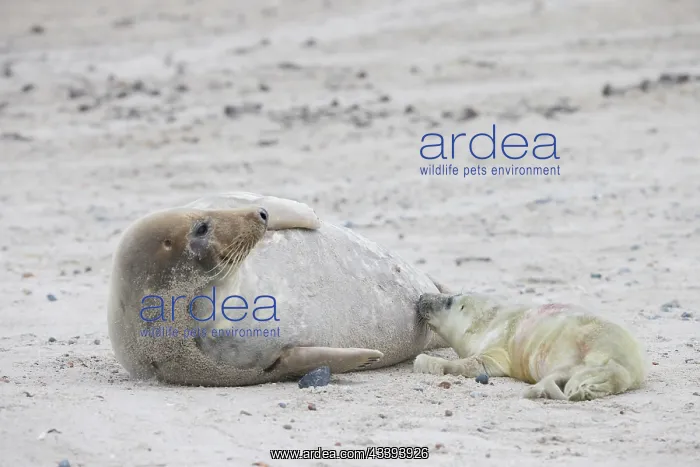 : Gray Seal nursing : Gray Seal nursing