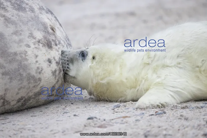 : Gray Seal nursing : Gray Seal nursing