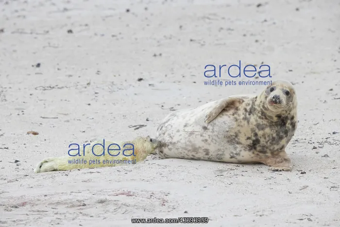 : Gray Seal nursing : Gray Seal nursing