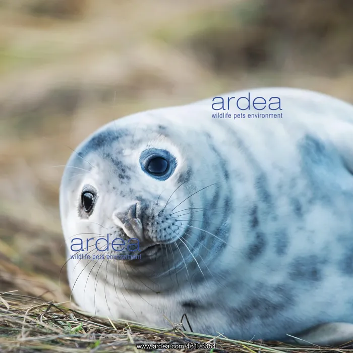 : Gray Seal puppy (Halichoerus grypus), Donna Nook : Gray Seal puppy (Halichoerus grypus), Donna Nook