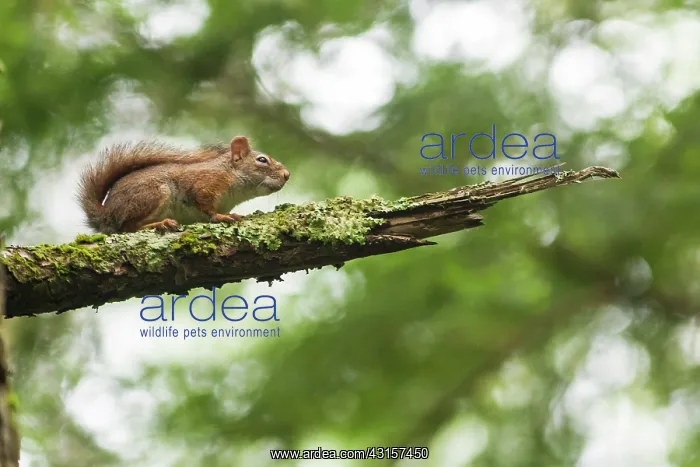: Gray Squirrel on a branch, Wildlife Reserve Papineau-Labelle : Gray Squirrel on a branch, Wildlife Reserve Papineau-Labelle