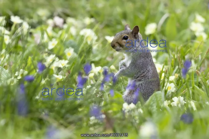 : Gray squirrel (Sciurus carolinensis) Grey squirrel : Gray squirrel (Sciurus carolinensis) Grey squirrel